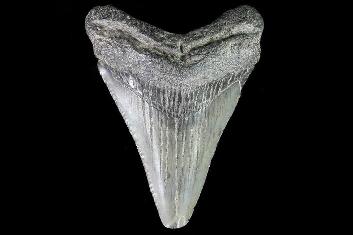 Juvenile Megalodon Tooth - Georgia #75385